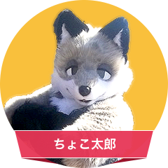 ちょこ太郎